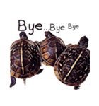 Species Tortoise（個別スタンプ：15）