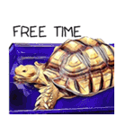 Species Tortoise（個別スタンプ：17）