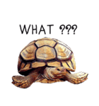 Species Tortoise（個別スタンプ：22）