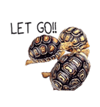 Species Tortoise（個別スタンプ：28）