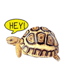 Species Tortoise（個別スタンプ：29）