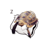 Species Tortoise（個別スタンプ：31）