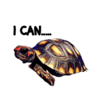 Species Tortoise（個別スタンプ：38）