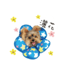 Yorkshire Do ＆ French Bulldog Du（個別スタンプ：4）