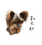 Yorkshire Do ＆ French Bulldog Du（個別スタンプ：11）