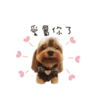 Yorkshire Do ＆ French Bulldog Du（個別スタンプ：13）