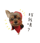 Yorkshire Do ＆ French Bulldog Du（個別スタンプ：15）