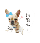 Yorkshire Do ＆ French Bulldog Du（個別スタンプ：19）