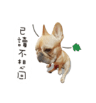 Yorkshire Do ＆ French Bulldog Du（個別スタンプ：22）