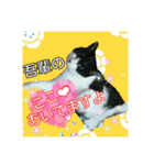 Makao's Cat+DuckStamp（個別スタンプ：7）