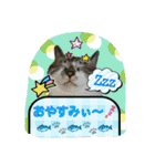 Makao's Cat+DuckStamp（個別スタンプ：8）