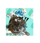 Makao's Cat+DuckStamp（個別スタンプ：12）