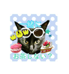 Makao's Cat+DuckStamp（個別スタンプ：13）