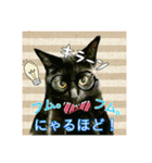 Makao's Cat+DuckStamp（個別スタンプ：14）