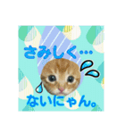 Makao's Cat+DuckStamp（個別スタンプ：21）