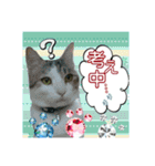 Makao's Cat+DuckStamp（個別スタンプ：23）