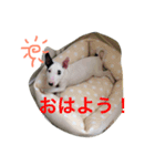 ブルテリアのめるちゃん（個別スタンプ：1）