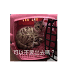 The daily life of a handsome cat01（個別スタンプ：4）