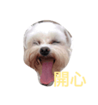 Dog DogDog DogDog DogDog DogDog DogDog（個別スタンプ：2）