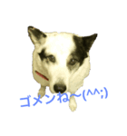 愛犬ゴン太（個別スタンプ：2）