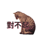 Chappie Cat（個別スタンプ：15）