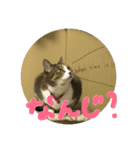 猫の名前はゆいです。（個別スタンプ：7）