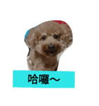 PoodleDUDU（個別スタンプ：5）