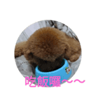 PoodleDUDU（個別スタンプ：7）