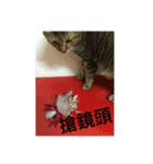 Cat Rophy（個別スタンプ：11）