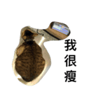 Cat Rophy（個別スタンプ：15）