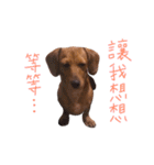 dachshund'Lu（個別スタンプ：3）