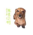 dachshund'Lu（個別スタンプ：7）