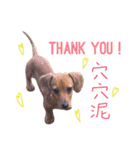 dachshund'Lu（個別スタンプ：9）