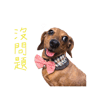 dachshund'Lu（個別スタンプ：11）