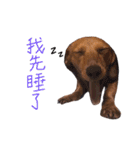 dachshund'Lu（個別スタンプ：13）