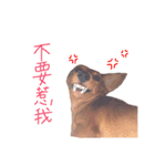 dachshund'Lu（個別スタンプ：14）