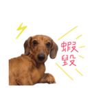 dachshund'Lu（個別スタンプ：15）