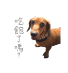 dachshund'Lu（個別スタンプ：16）