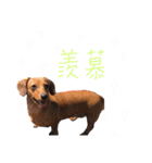 dachshund'Lu（個別スタンプ：17）