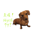 dachshund'Lu（個別スタンプ：19）