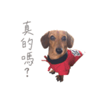 dachshund'Lu（個別スタンプ：20）