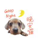 dachshund'Lu（個別スタンプ：22）