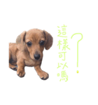 dachshund'Lu（個別スタンプ：23）