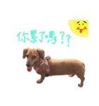 dachshund'Lu（個別スタンプ：24）