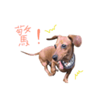 dachshund'Lu（個別スタンプ：25）