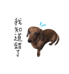 dachshund'Lu（個別スタンプ：26）