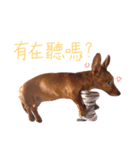 dachshund'Lu（個別スタンプ：27）