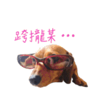 dachshund'Lu（個別スタンプ：28）