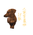 dachshund'Lu（個別スタンプ：29）