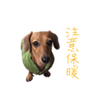 dachshund'Lu（個別スタンプ：30）